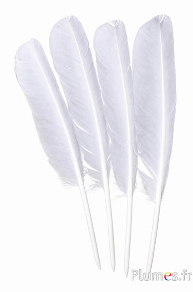 Zwaan schrijffveer - 30-33 cm - wit